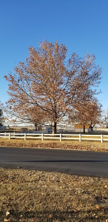 Tree Index