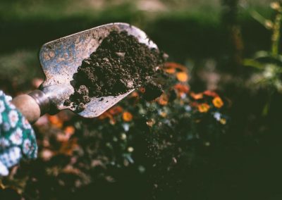Arborist Tree Service