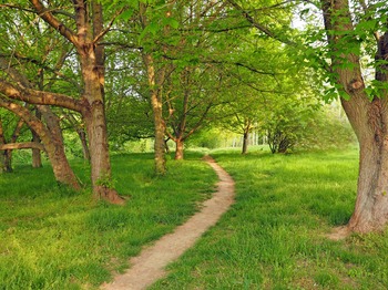 Tree Index