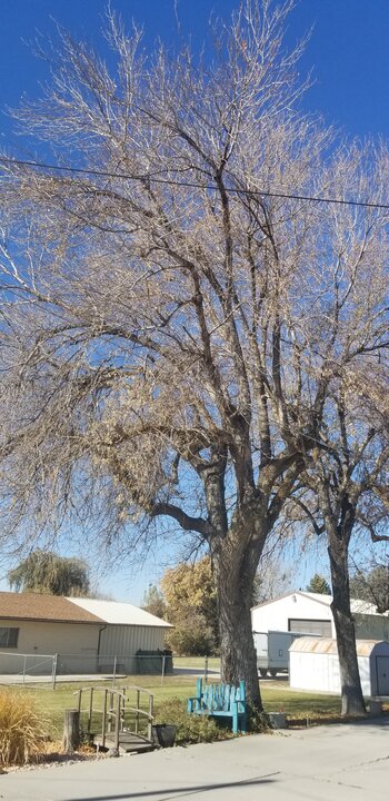 Tree Index