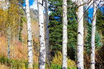 Tree Index