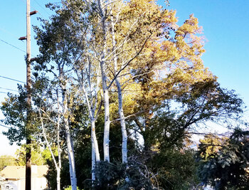 Tree Index