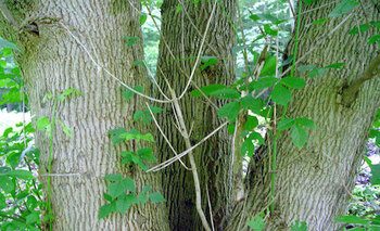Tree Index