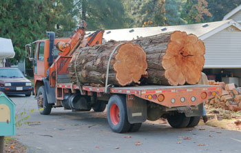 Tree Index