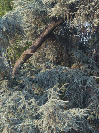Tree Index