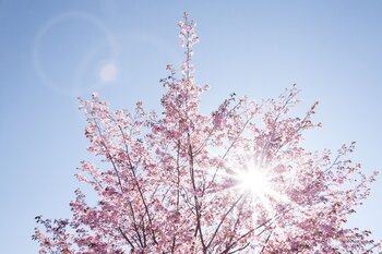 Tree Index