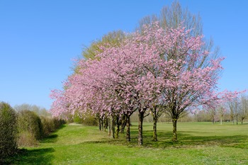 Tree Index
