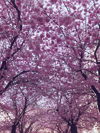 Tree Index