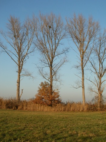 Tree Index