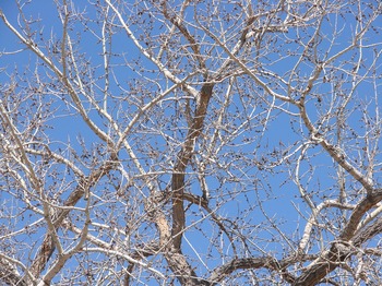 Tree Index