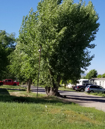 Tree Index