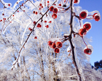 Tree Index