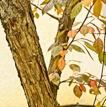 Tree Index