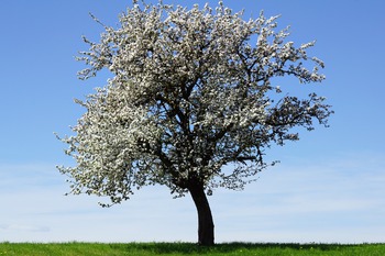 Tree Index