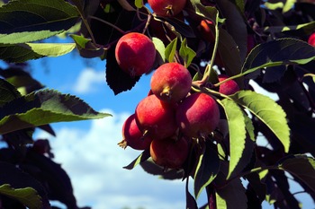 Tree Index