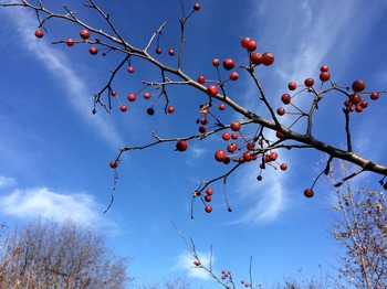Tree Index