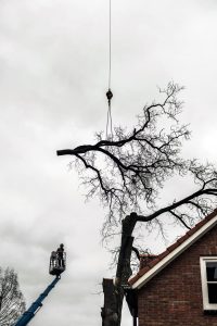 Tree Removal by Crane