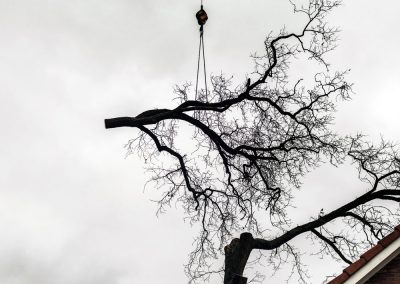 Tree Removal