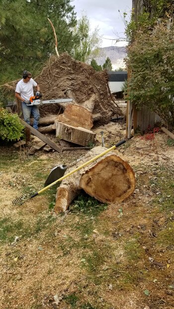 Tree Index