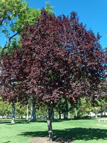 Tree Index