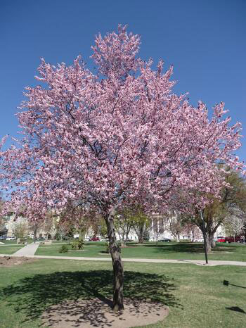 Tree Index