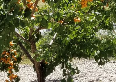 Fruit Trees