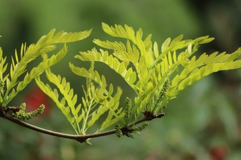 Tree Index