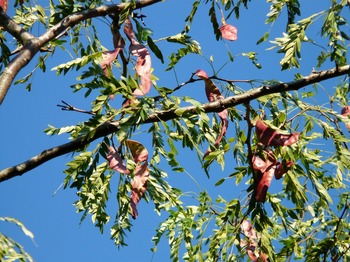 Tree Index
