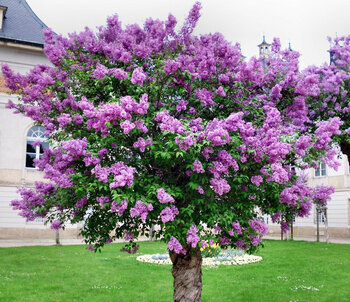 Tree Index