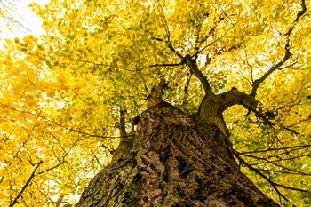 Tree Index