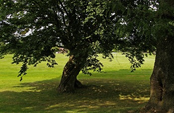 Tree Index