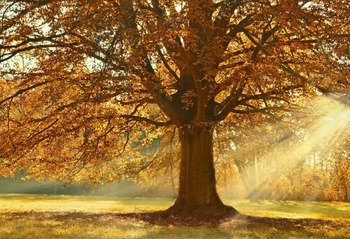 Tree Index