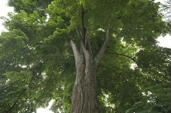 Tree Index
