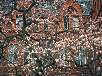 Tree Index