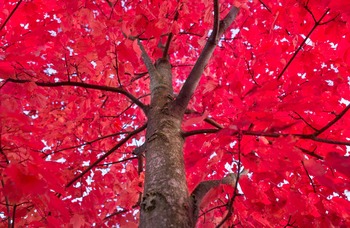 Tree Index