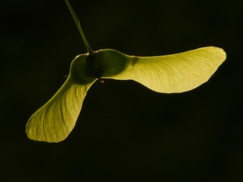 Tree Index