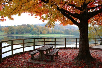 Tree Index