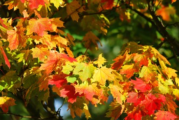Tree Index