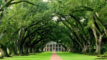 Tree Index