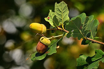 Tree Index