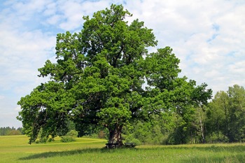 Tree Index