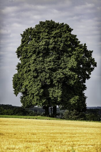 Tree Index