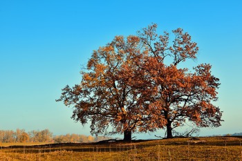 Tree Index