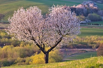 Tree Index