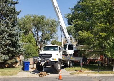Tree Removal