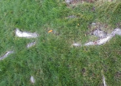 Stump Grinding & Removal