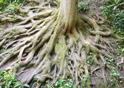 Stump Grinding & Removal