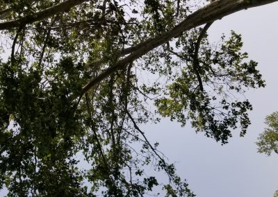 Trimming & Pruning
