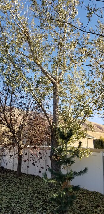 Tree Index