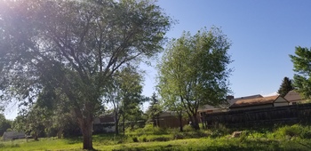 Tree Index